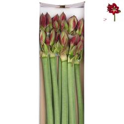 Amaryllis Krt.rot/weiss Barbados X12