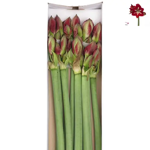 Amaryllis Krt.rot/weiss Barbados X12