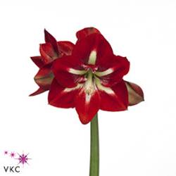 Amaryllis Krt.rot/weiss Barbados X12