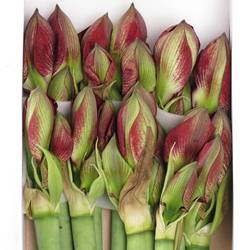 Amaryllis Krt.rot/weiss Barbados X12