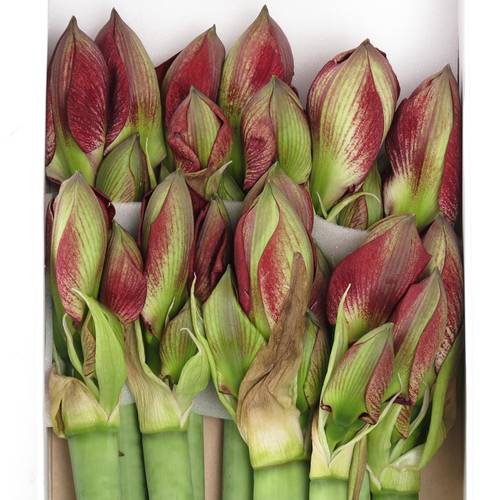 Amaryllis Krt.rot/weiss Barbados X12