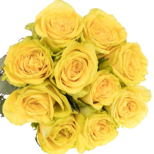 Rose gelb Sunchaser 60cm