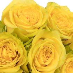 Rose gelb Sunchaser 60cm