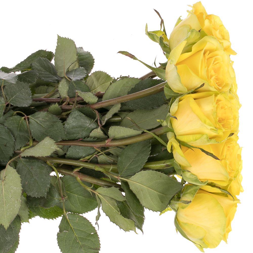 Rose gelb Sunchaser 60cm