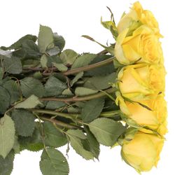 Rose gelb Sunchaser 60cm