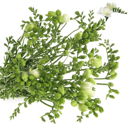 Freesie weiss gefüllt Essence 20 Gramm