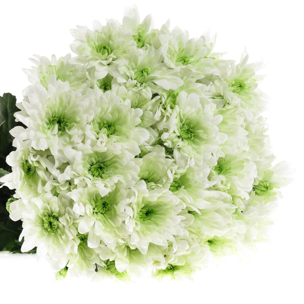 Chrys.Tros grün Lime Baltica 85 Gramm 70cm