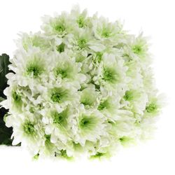 Chrys.Tros grün Lime Baltica 85 Gramm 70cm