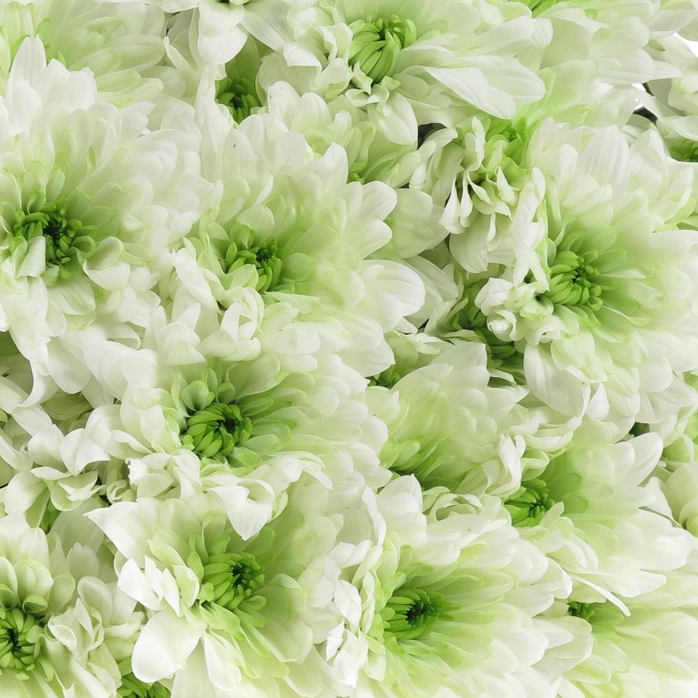 Chrys.Tros grün Lime Baltica 85 Gramm 70cm