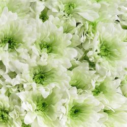 Chrys.Tros grün Lime Baltica 85 Gramm 70cm