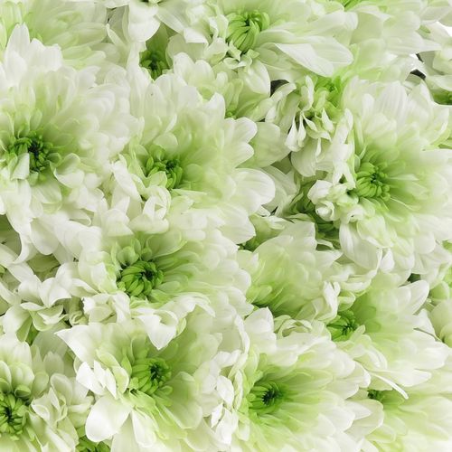 Chrys.Tros grün Lime Baltica 85 Gramm 70cm