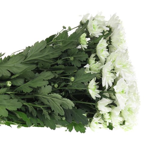 Chrys.Tros grün Lime Baltica 85 Gramm 70cm