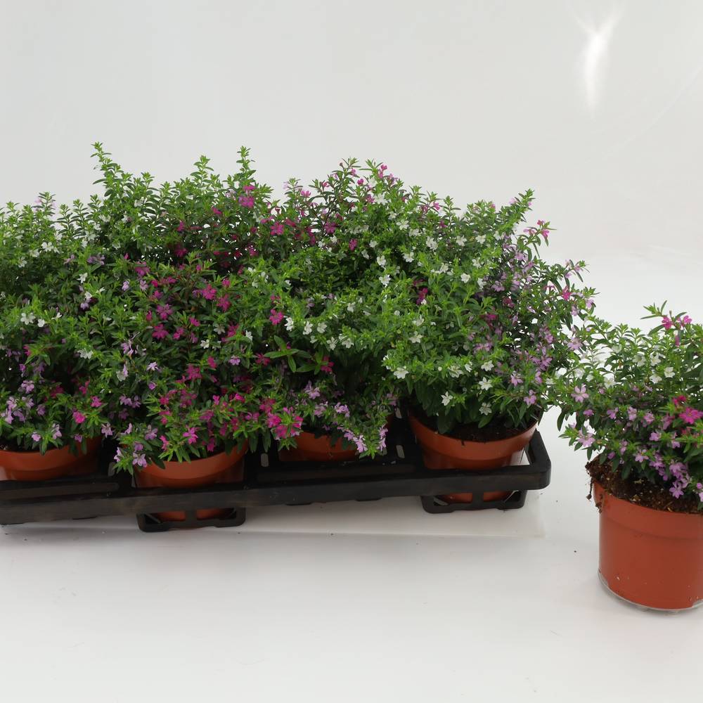 Cuphea Hyssopifolia Tricolor T13 H017