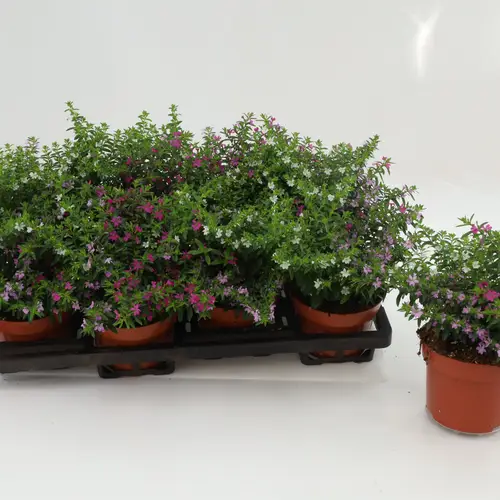 Cuphea Hyssopifolia Tricolor T13 H017