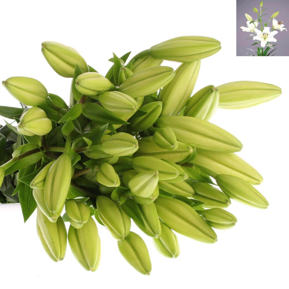 Lilie asiatisch weiss Ercolano 4+Blüte 80cm