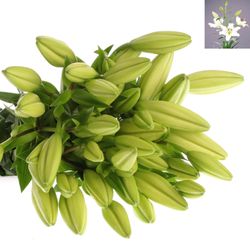 Lilie asiatisch weiss Ercolano 4+Blüte 80cm
