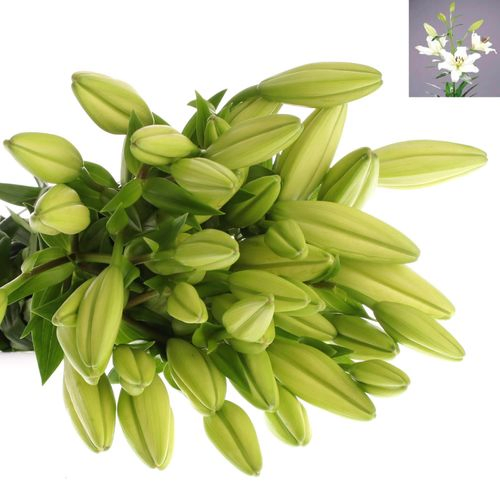 Lilie asiatisch weiss Ercolano 4+Blüte 80cm