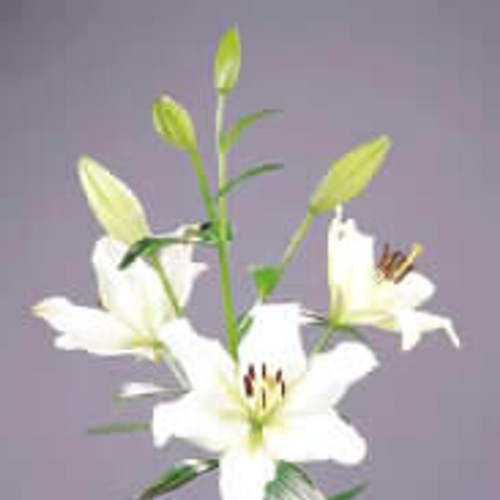 Lilie asiatisch weiss Ercolano 4+Blüte 80cm
