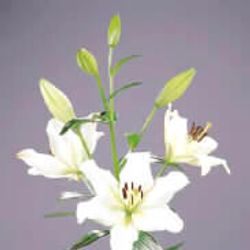 Lilie asiatisch weiss Ercolano 4+Blüte 80cm