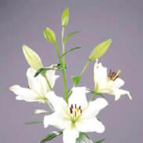 Lilie asiatisch weiss Ercolano 4+Blüte 80cm