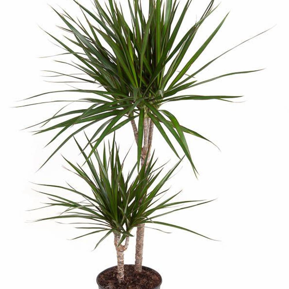Dracaena 2er Marginata T19 H110