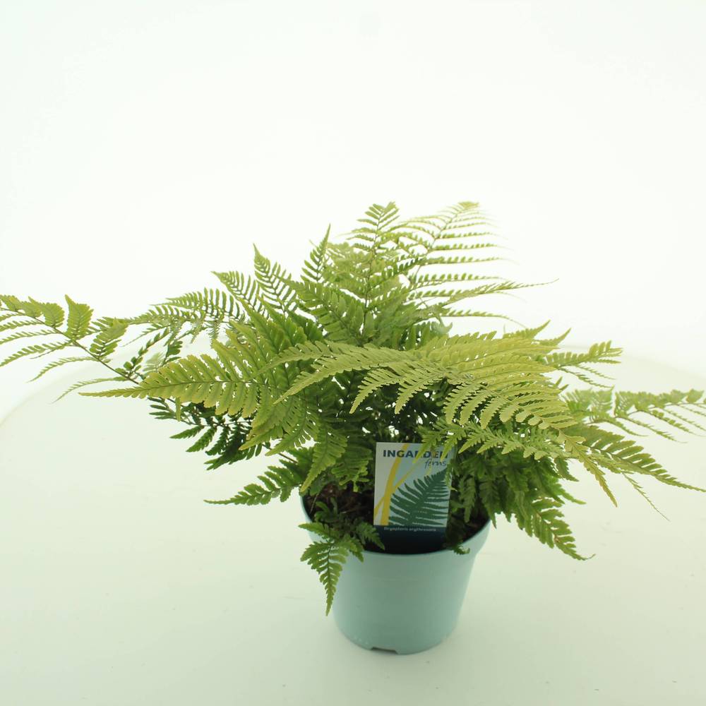 Dryopteris Erythrosora Garten T17 H40