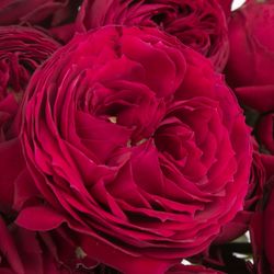 Rose verzweigt rot Maroon 4+Blüte 60cm
