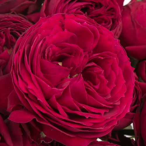 Rose verzweigt rot Maroon 4+Blüte 60cm