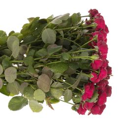 Rose verzweigt rot Maroon 4+Blüte 60cm