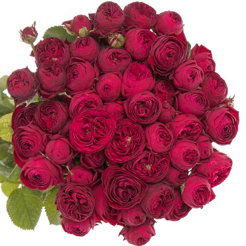 Rose verzweigt rot Maroon 4+Blüte 60cm