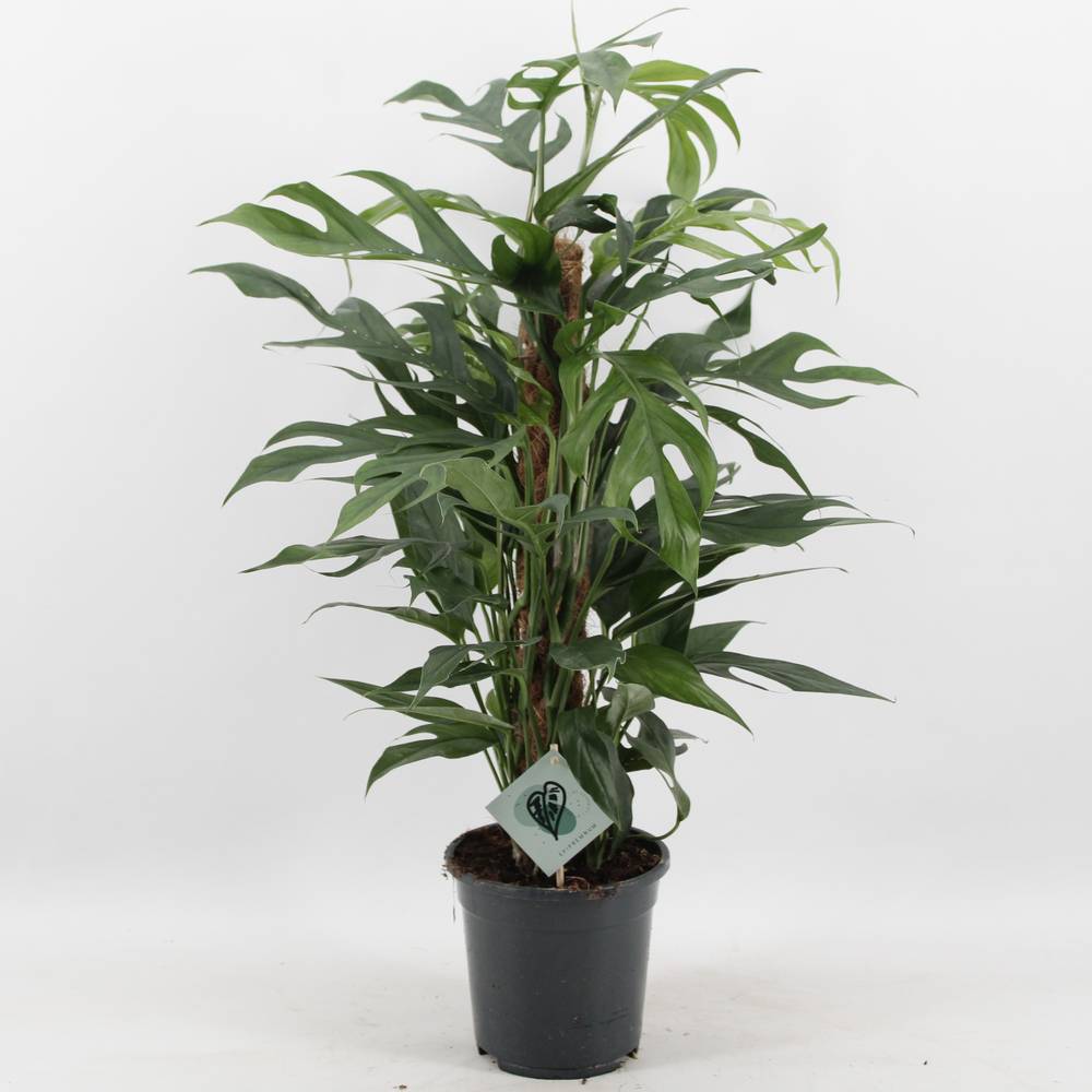 Scindapsus Pinn Baltic Blue T17 H60