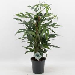 Scindapsus Pinn Baltic Blue T17 H60