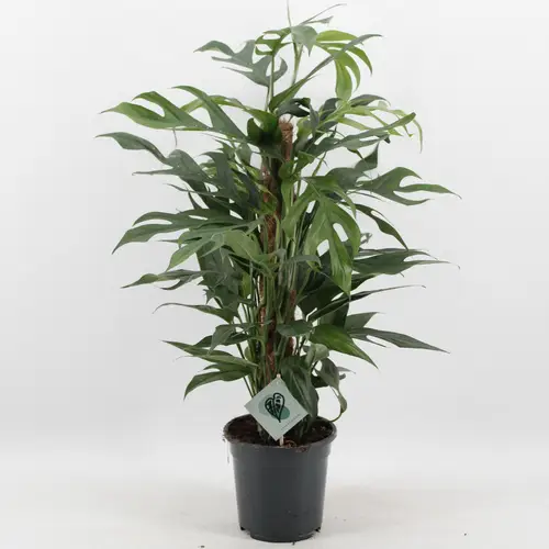 Scindapsus Pinn Baltic Blue T17 H60