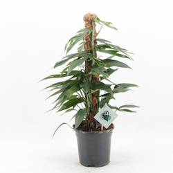 Scindapsus Pinnatum Baltic Blue Moosstok T17 H060