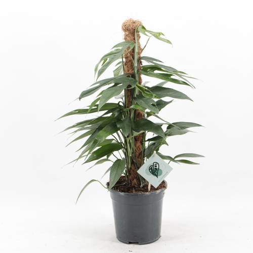 Scindapsus Pinnatum Baltic Blue Moosstok T17 H060
