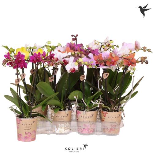 Phal.2-R mix Mineral T09 H050