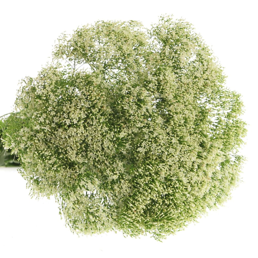 Tragelium weiss NL 60cm