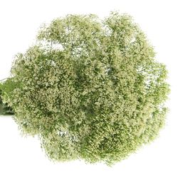 Tragelium weiss NL 60cm