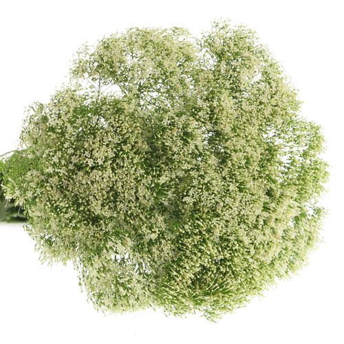Tragelium weiss NL 60cm