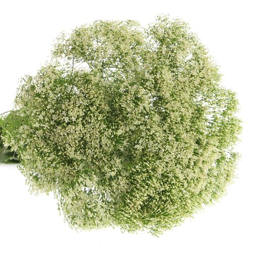 Tragelium weiss NL 60cm