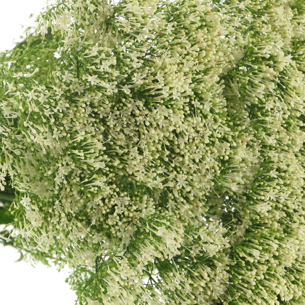 Tragelium weiss NL 60cm