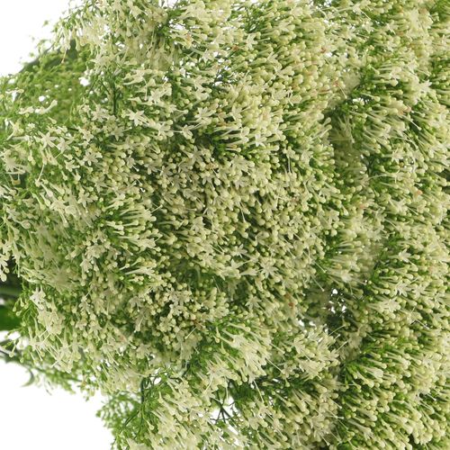 Tragelium weiss NL 60cm