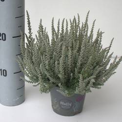 Calluna hell grün GG Fluffy T12 H024