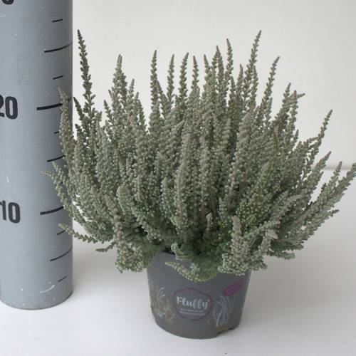 Calluna hell grün GG Fluffy T12 H024