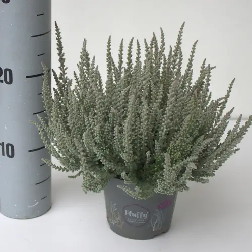Calluna hell grün GG Fluffy T12 H024