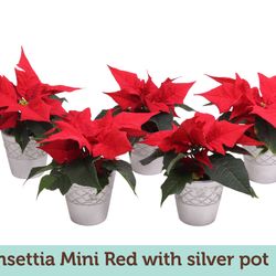 Poins.rot mini im Silber Topf T06 H15