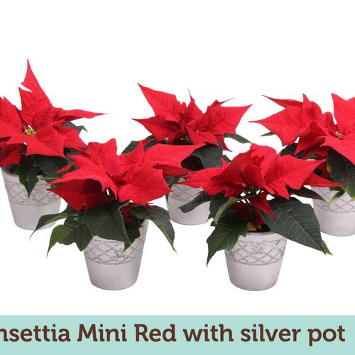 Poins.rot mini im Silber Topf T06 H15