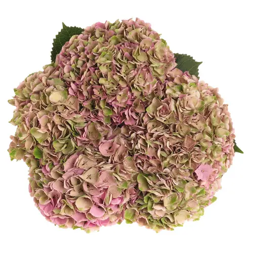 Hortensie grün/rosa Opal Bol 18 cm 60cm
