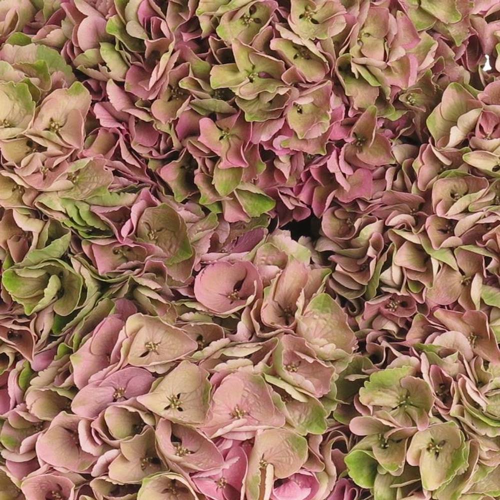 Hortensie grün/rosa Opal 18 cm 60cm