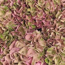 Hortensie grün/rosa Opal 18 cm 60cm